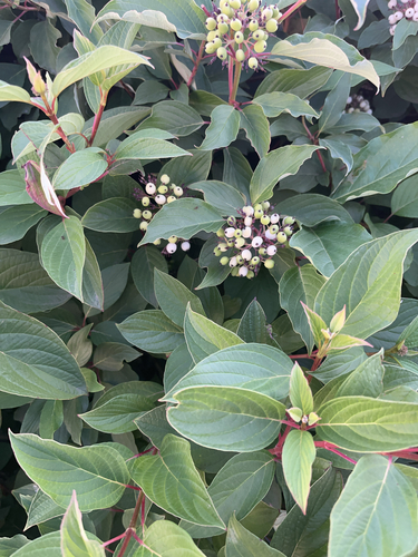 Tatarian dogwood
