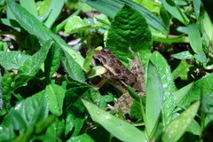 Lithobates taylori