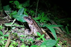 Lithobates taylori