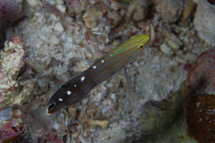 Koumansetta rainfordi