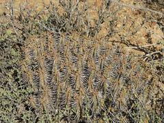 Euphorbia nesemannii