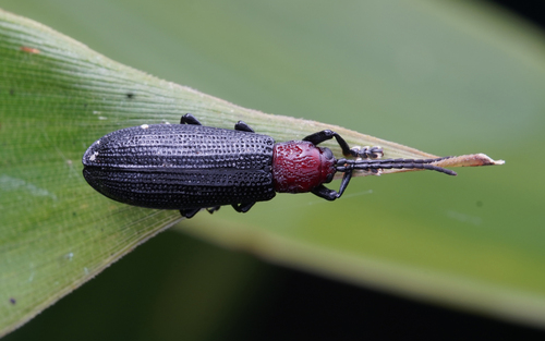 Lasiochila latior