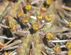Euphorbia nesemannii