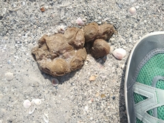 Molgula occidentalis