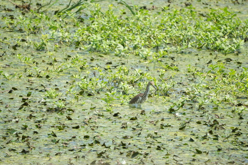 Chinese Pond-Heron