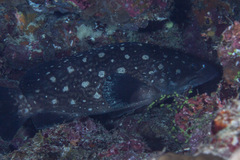 Epinephelus coeruleopunctatus