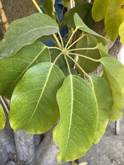 Heptapleurum actinophyllum