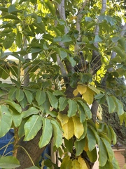 Heptapleurum actinophyllum