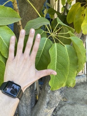 Heptapleurum actinophyllum