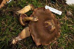 Cortinarius ominosus