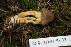 Cortinarius ominosus