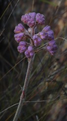 Dilatris ixioides