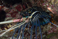 Panulirus versicolor