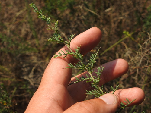 Iberian Petty Whin (Genista ancistrocarpa)