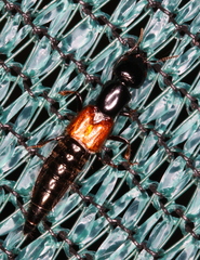 Thyreocephalus