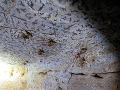 Hadenoecus subterraneus