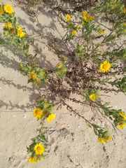 Rayjacksonia phyllocephala