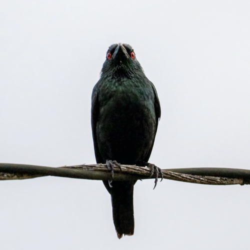 Asian Glossy Starling
