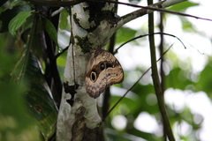 Caligo placidianus