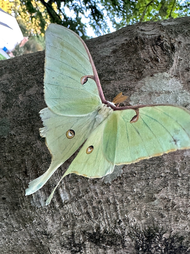 Luna Moth