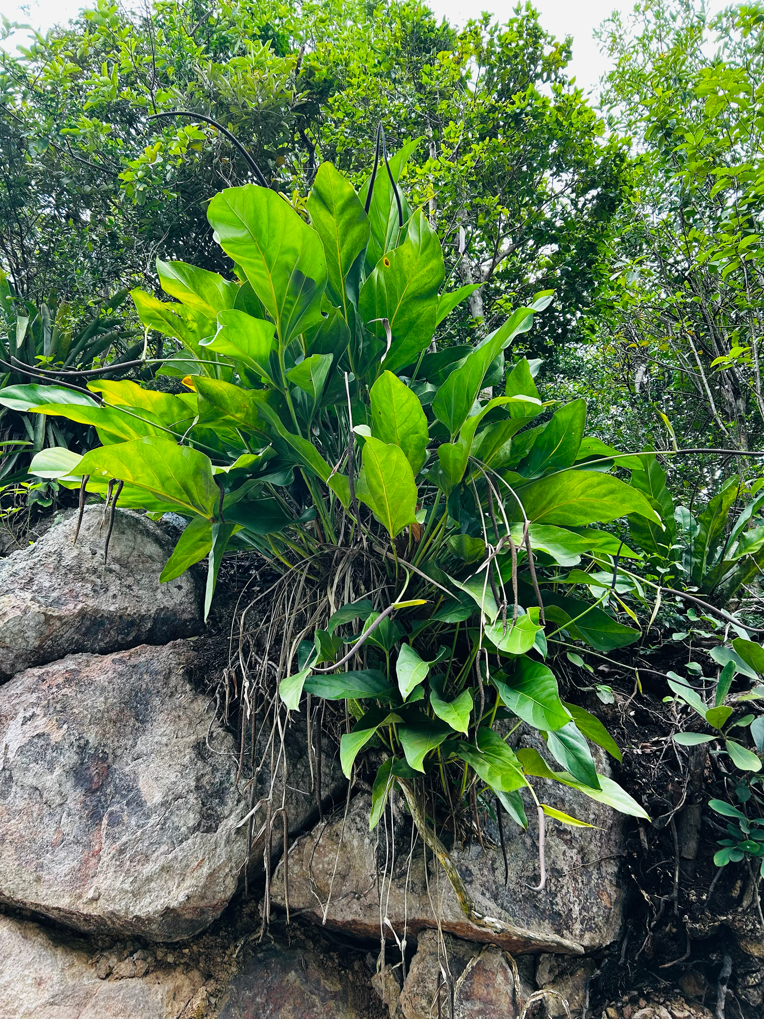 Lace tree philodendron