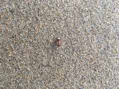 Formica transmontanis