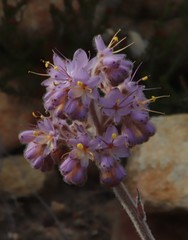 Dilatris corymbosa