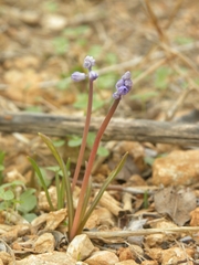 Muscari parviflorum
