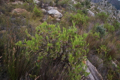 Protea nana