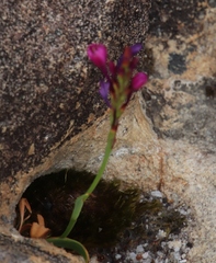 Thereianthus minutus
