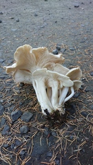 Clitocybe dilatata