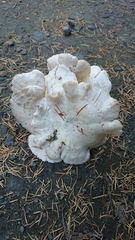 Clitocybe dilatata