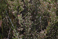 Erica imbricata