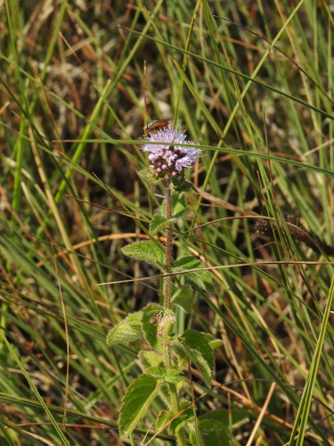 Mentha aquatica iNat (1)