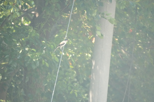 Long-tailed Shrike