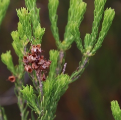 Erica phillipsii