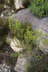 Erica phillipsii