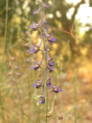 Delphinium peregrinum