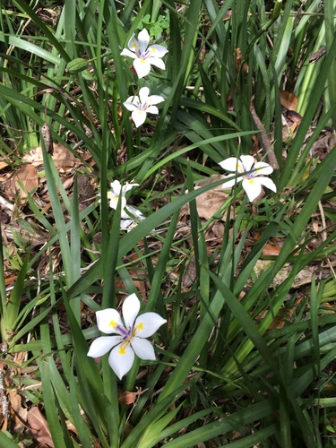 Small Fortnight Lily