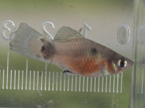 Platy