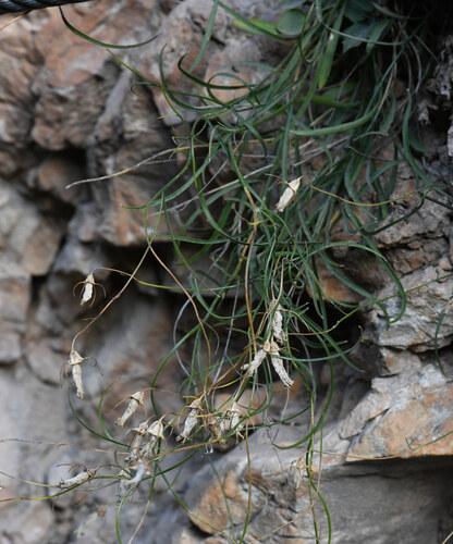 Campanula carnica, photograph 5