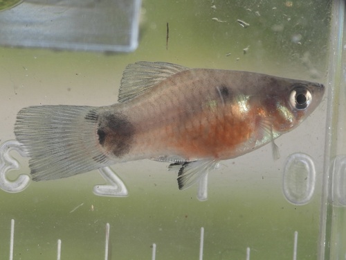 Platy