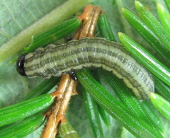 Euura insignis