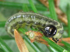 Euura insignis