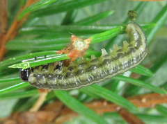 Euura insignis