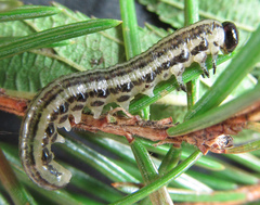 Euura insignis