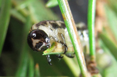 Euura insignis