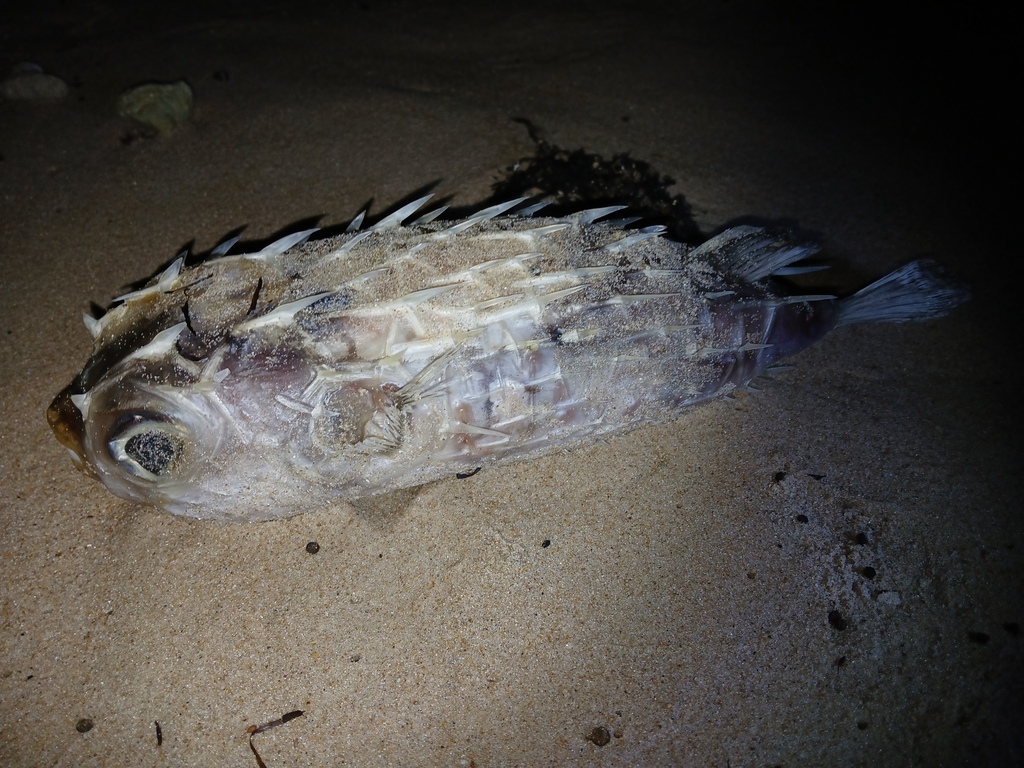 Deepwater Burrfish from Port Noarlunga SA 5167, Australia on August 21 ...