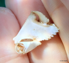 Calappa gallus
