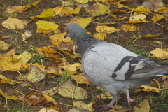 Columba livia domestica